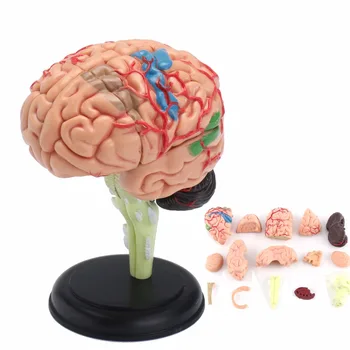 4D Anatomski Ljudski Mozak Model Anatomije Medicinske Sredstvo za Podučavanje Igračka Statue Skulpture 7.2*6*10cm