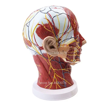 Glavu, Vrat Površinska Nervni Vaskularni Mišić Model,Ljudi,lobanju sa mišića I Nervni krvni sud,medicine nastave zalihe