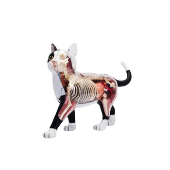 Životinja Organa Anatomije Model 4D Mačka Inteligenciju Sastavljanja Igračka Nastave 